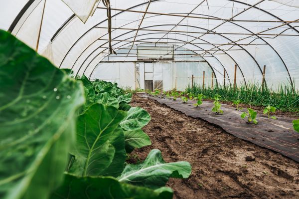 Greenhouse Demolition in Terre Haute